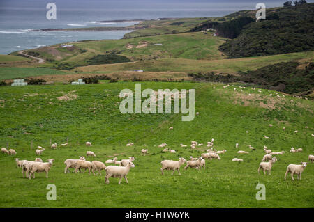 Schafe und Lämmer Weiden auf malerische Landschaft in Neuseeland Stockfoto