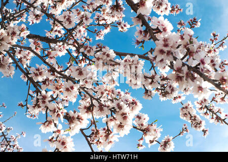 Hübsche rosa Mandelblüte, erschossen von unten, ich aber auf einen blauen Sommerhimmel, Ideal für einen Hintergrund Stockfoto