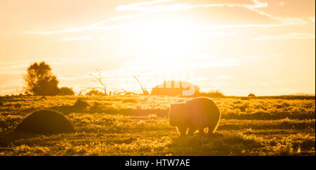 Australischen Wombat bei Sonnenuntergang Stockfoto