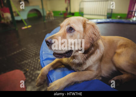 Golden Retriever entspannend auf Trampolin Stockfoto