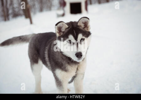 Sibirischer Hund wartet auf Schnee Stockfoto