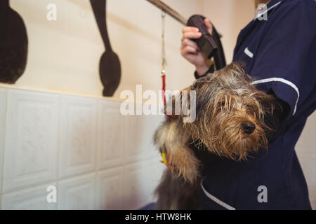 Frau mit Hund nach Wäsche Trockner Stockfoto