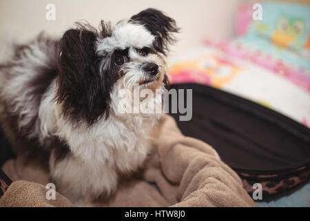 Papillon Hund im Koffer am Hund Pflegezentrum Stockfoto