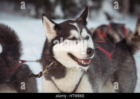 Sibirischer Hund mit Gurt am Hals Stockfoto