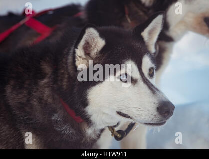 Sibirischer Hund mit Gurt am Hals Stockfoto