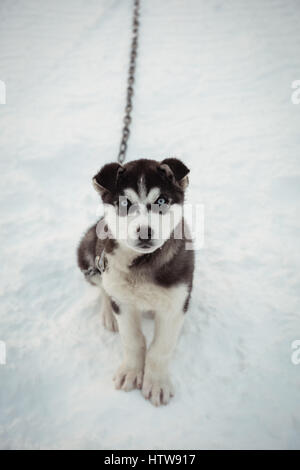 Sibirischer Hund wartet auf Schnee Stockfoto