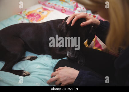 Schwarzen Beagle Hund auf Womans Schoß Stockfoto