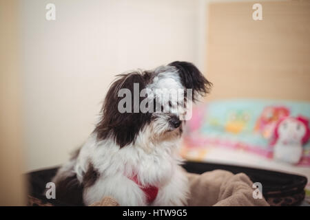 Papillon Hund im Koffer am Hund Pflegezentrum Stockfoto