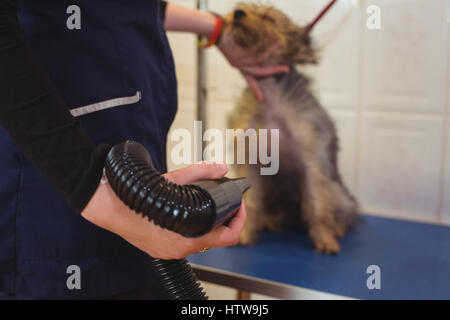 Frau mit Hund nach Wäsche Trockner Stockfoto