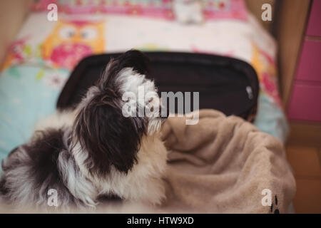 Papillon Hund im Koffer am Hund Pflegezentrum Stockfoto