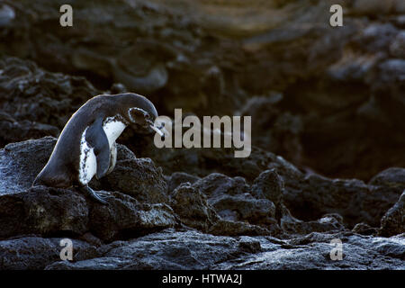 Eine Galápagos-Pinguin (Spheniscus mendiculus) Wandern auf dem felsigen Ufer der Galapagos Inseln. Stockfoto