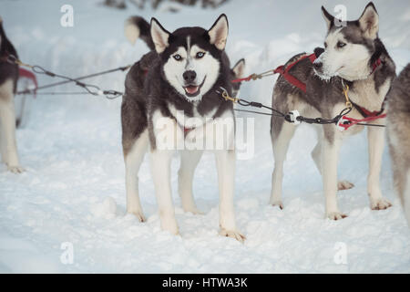 Siberian Husky Hunde warten auf die Schlittenfahrt Stockfoto