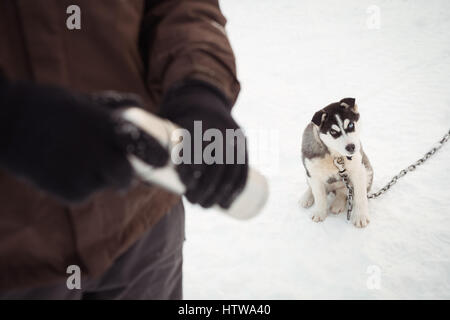 Musher holding Thermoskanne während der sibirischen Hundesitting auf Schnee Stockfoto