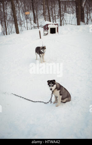 Sibirischen Hunde warten auf Schnee Stockfoto