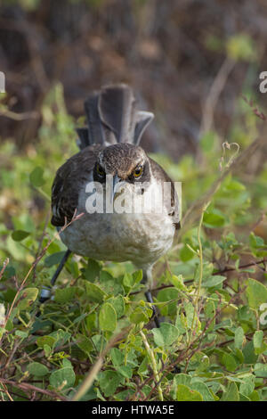 Galápagos mockingbird (Nesomimus parvulus) stehend auf einem Busch in den Galapagos Inseln. Stockfoto