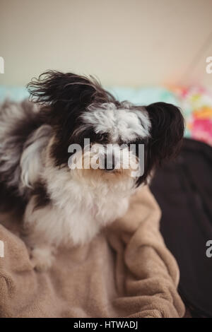 Papillon Hund im Koffer am Hund Pflegezentrum Stockfoto