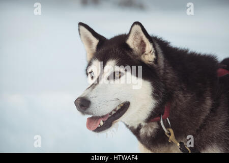 Sibirischer Hund mit Gurt am Hals Stockfoto