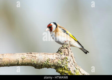 Stieglitz (Zuchtjahr Zuchtjahr) thront auf einem Ast Stockfoto