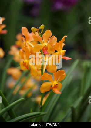 Mokara Orchidee in Perdana botanischen Garten, Kuala Lumpur, Malaysia Stockfoto