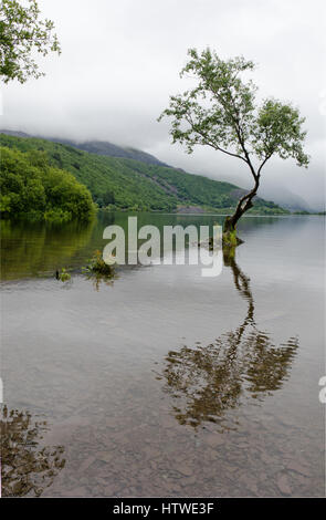 Einsamer Baum und die Aussicht von der Lagunen, Llyn Padarn, Llanberis, Nordwales Stockfoto