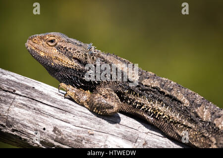 Östlichen Bearded Dragon (Pogona Barbata) Stockfoto