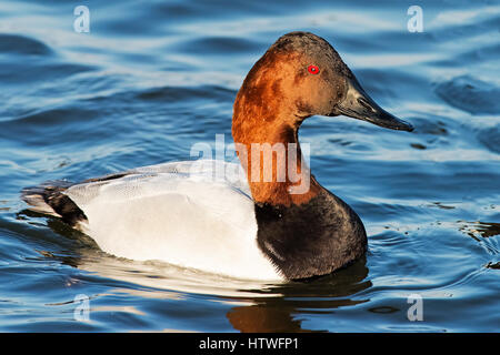 Männliche Canvasback Ente Stockfoto