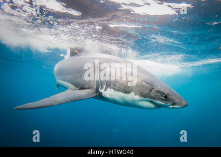 Weißer Hai (Carcharodon Carcharias) Stockfoto