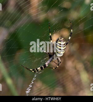 Spinne im Spinnennetz im Sommer. Argiope Bruennichi oder Wespe Spinne. Detailansicht. Stockfoto