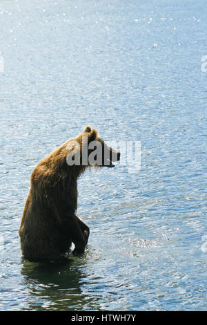 Braunbär (Ursus Arctos) in Kurilen See, Kamtschatka. Russland Stockfoto