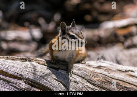 Chipmunk Stockfoto