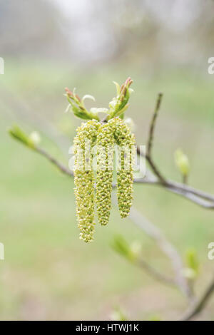 Erle Alnus Maximowiczii Kätzchen Anfang März. UK Stockfoto