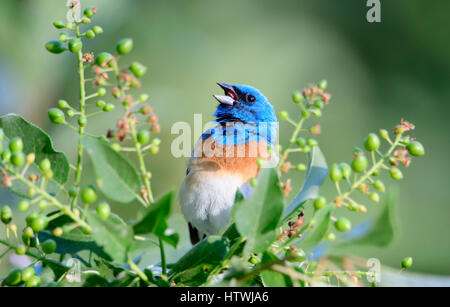 Ein Lazuli Bunting (Passerina Amoena) singen während des Frühlings, Missoula, Montana Stockfoto