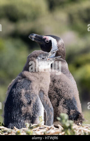 Baby-Pinguin - afrikanische Pinguin Küken und Erwachsenen, Spheniscus Demersus, Boulders Beach, Kapstadt, Südafrika Stockfoto