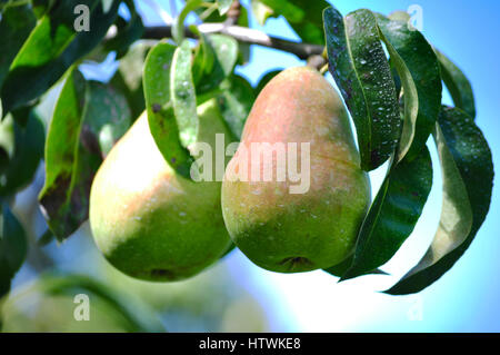 Birnen nach der Behandlung mit Rückständen bedeckt, wahrscheinlich mit Kaolin-Spray Stockfoto