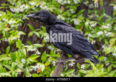 Amerikanische Krähe, junge Krähe, juvenile Krähe, verletzten Vogel verletzt, gefallenen Vogel-Nest, Novato, Marin County, Kalifornien Stockfoto