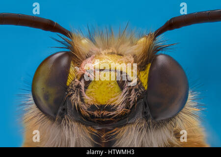 Extreme Vergrößerung - Honey Bee, Vorderansicht Stockfoto