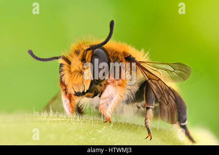 Extreme Vergrößerung - Solitaire Bee Megachilidae Stockfoto
