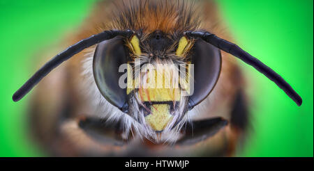 Extreme Vergrößerung - Honey Bee, Vorderansicht Stockfoto