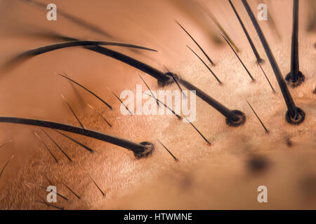 Extreme Vergrößerung - Fly Gesicht Details bei 20 x Stockfoto