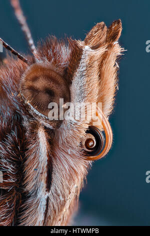 Extreme Vergrößerung - Schmetterling Kopf, Vanessa Atalanta Stockfoto