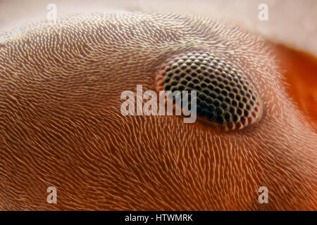 Extreme Vergrößerung - Ant Kopf details Stockfoto