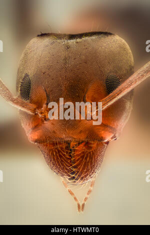 Extreme Vergrößerung - Ant Kopf details Stockfoto