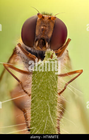 Extreme Vergrößerung - Hoverfly, Vorderansicht Stockfoto