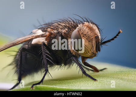 Extreme Vergrößerung - Fliege auf einem Blatt sitzen und winken Stockfoto