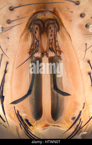 Extreme Vergrößerung - Fly Gesicht details Stockfoto