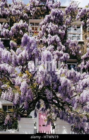 Blühende Wisteria Baum vertuschen Fassade eines Hauses an einem sonnigen Tag Stockfoto