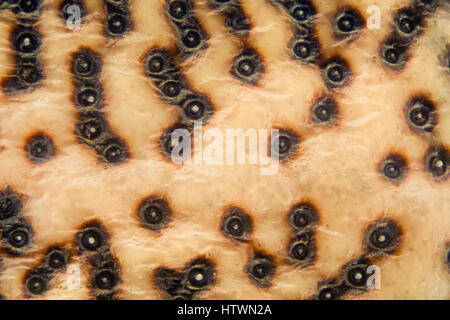 Extreme Vergrößerung - Brown Marmorated stinken Bug (Halyomorpha Halys) details Stockfoto