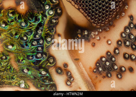 Extreme Vergrößerung - Brown Marmorated stinken Bug (Halyomorpha Halys) details Stockfoto