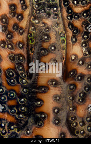 Extreme Vergrößerung - Brown Marmorated stinken Bug (Halyomorpha Halys) details Stockfoto