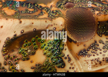 Extreme Vergrößerung - Brown Marmorated stinken Bug (Halyomorpha Halys) details Stockfoto